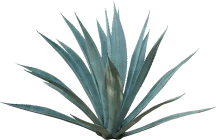 Ingredients Image